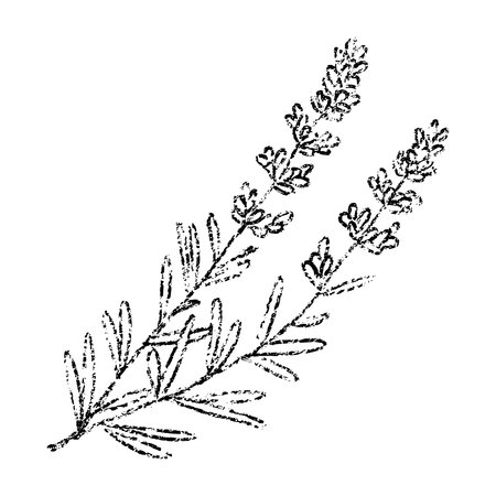 Sketch crayon aroma cosmetic flower of lavender. Hand drawn scribble doodle fragrant wildflower summer plant. Pencil texture vector illustration for label of beauty product packaging.のイラスト素材