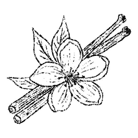 Sketch crayon aroma spicy vanilla pod illustration. Hand drawn scribble doodle seasoning tropical plant, sweet fragrant and aromatic. Pencil texture vector design element for label, package, tag.のイラスト素材