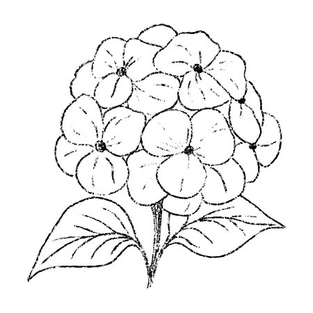 Sketch crayon aroma cosmetic flower of hydrangea. Hand drawn scribble doodle fragrant wildflower summer plant. Pencil texture vector illustration for label of beauty product packaging.のイラスト素材