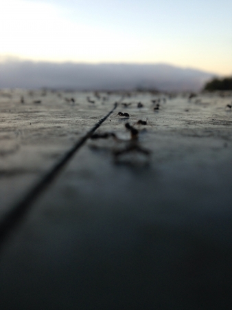 Ants everywhereの素材