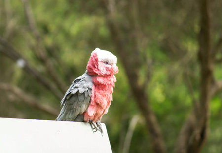 A galah, a native bird to Australia taking a rest on a fenceの写真素材