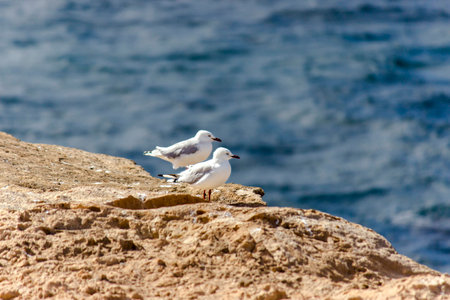 Seagulls on a windy cliff near Warrnamboolの写真素材