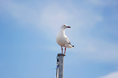 Manning the post - a seagull watching the crowdsの写真素材