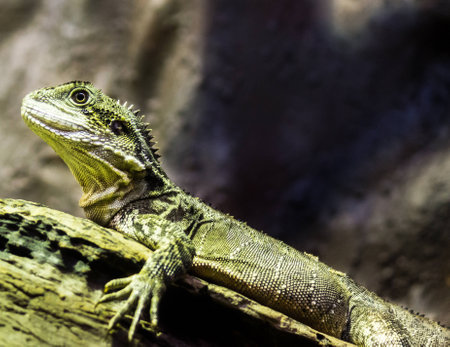Eastern Water Dragon posing on his log in the sun