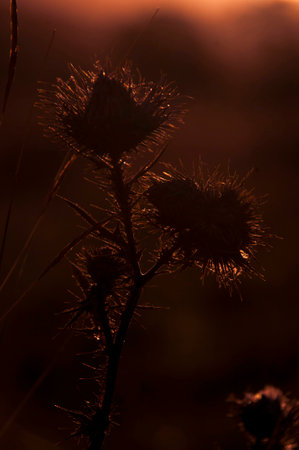 Sunset behind wild flowerの写真素材