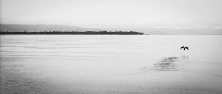 Bird takes flightの写真素材