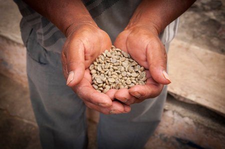 Coffee beans at a farm in Guatemalaの写真素材