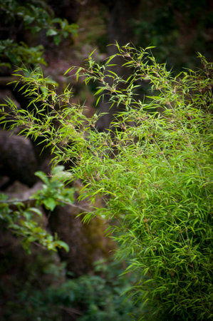 Bamboo growing in Almora, Indiaの写真素材