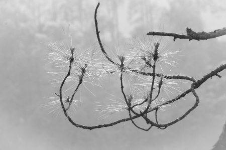 Pine needles in the sun in Almora, Indiaの写真素材