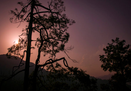 A tree in silouette with a pink and purple sunset in Almora, Indiaの写真素材