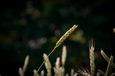 Wheat growingの写真素材