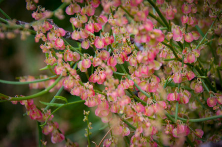 Pink flowers in the forestの写真素材