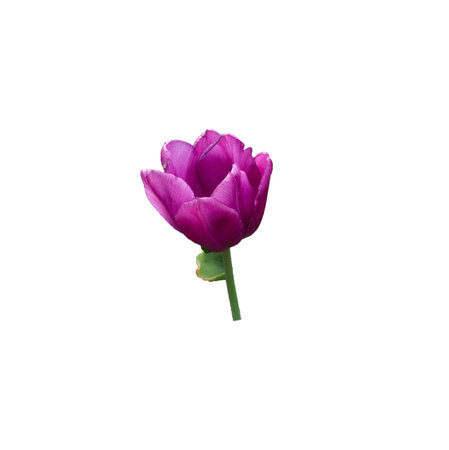 Tulip pink flower with leaves and stem on white backgroundの写真素材