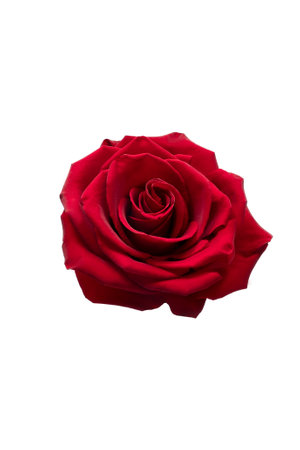 Red Rose Flower. Red Rose against on isolate white background.の写真素材