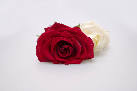 red and white roses, beautiful flower on a white backgroundの写真素材