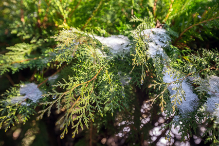 branch of coniferous tree covered with snowの写真素材