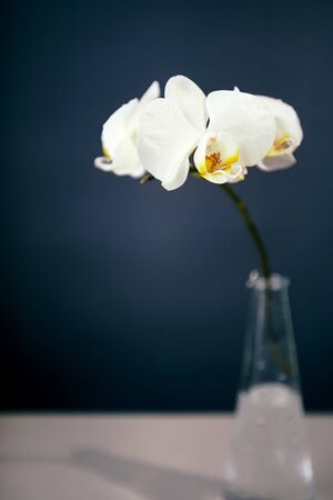 Branch of a blossoming white orchid on dark blue backgroundの写真素材