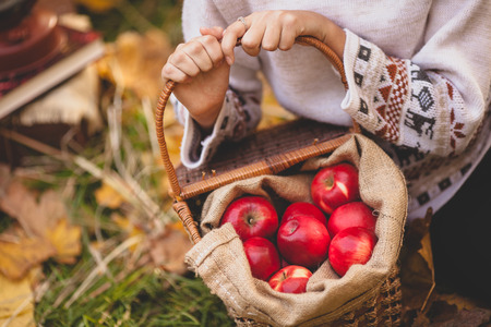 girl hands holding a basket of red applesの写真素材