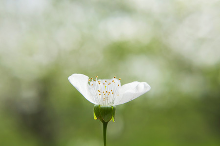 Spring blossoming of an apple-tree. Spring blossoming of cherry. The blossoming apple-tree. The...