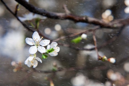 Blossoming tree of an oriental cherry and drop of a rain. Spring blossoming of an apple-tree. Spring...