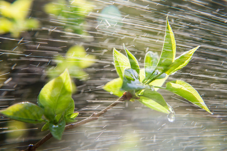 Spring rain. Rain on long exposure. Spring leaves and drops of a rain. Spring leaves on trees. Green leaves on trees under sun beams.の写真素材