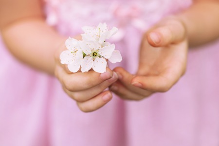 Hands of the girl and spring flower close up. Spring background. The child's hands holding a spring flower. White spring flower. The girl in a pink dress.の写真素材