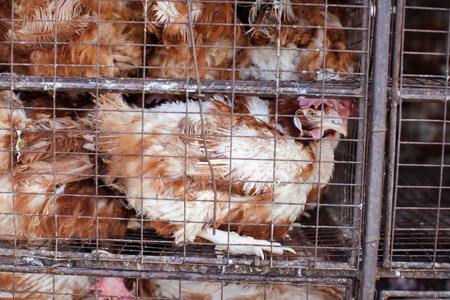 Chickens in a cage. Birds in a cage. Bird's farm. Transportation of birds. Transportation of chickens.の写真素材