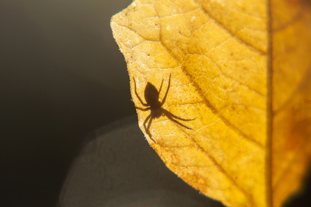 Shadow of a spider on a yellow leaf. Spider on a leaf on a gleam. Spider on a yellow leaf.の写真素材