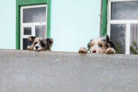two domestic dogs observe near the house.の写真素材