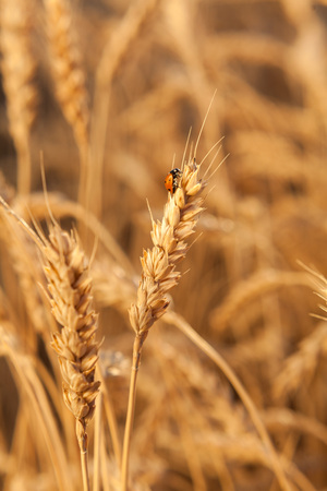 Ladybug on wheat closeup.  harvest in the field. ripeの写真素材