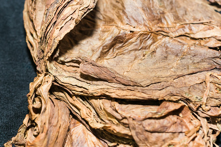 dry big leaves of tobacco close up. Traditional manufacture of cigars at the cuban tobacco factory. smoking concept, unhealthy life style.の写真素材