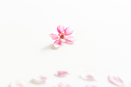 close up of light and soft petals of sakura on white background with empty spase for the text. Concept of love. feeling of spring.の写真素材