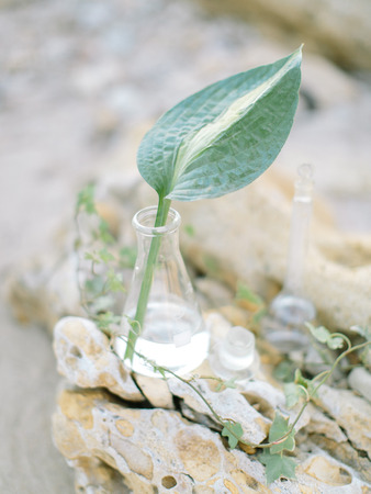 A leaf of a green plant in a glass vase close up, outdoor. Concept of spring freshness, botany, biology.の写真素材