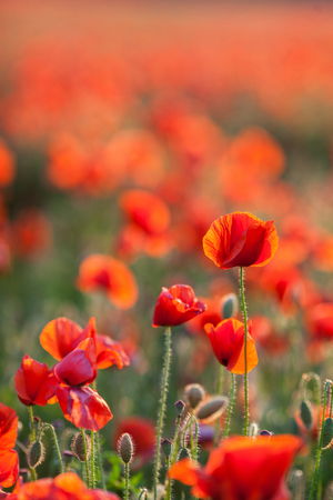 Nature, spring, blooming flowers concept - close-up of industrial farming of poppy flowers in the open ground, active flowering crops on a field of poppies - vertical - empty space for textの写真素材