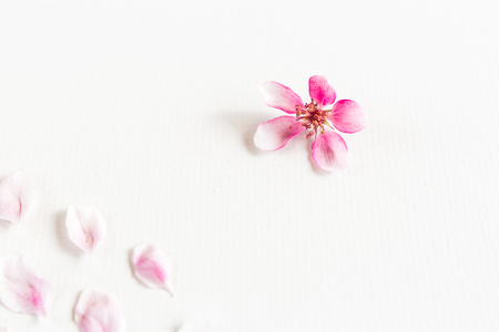 close up of light and soft petals of sakura on white background. love, tenderness, pink concept. feeling of spring.の写真素材