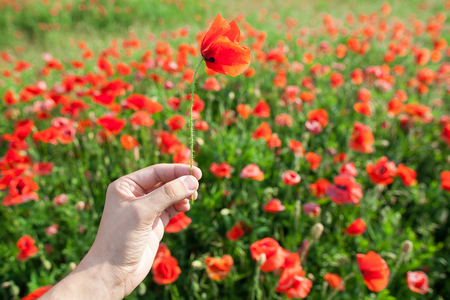 Nature, spring, summer, blooming flowers concept - close-up on red poppy in a hand of a person on a bright red and green background of poppy flowers.の写真素材