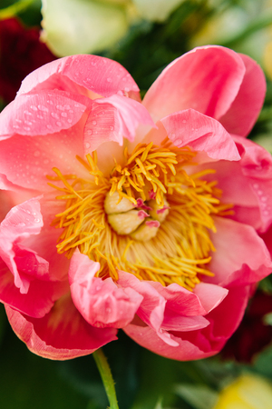 holidays flower and floral arrangement concept - opened large flower bud of peony close-up, pink, light purple petals, yellow stamens and drops of dew, freshness and purity of natural plant, isolatedの写真素材