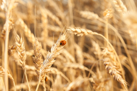 harmony, insects, nature concept. in the field of rye there are lots of red well known beetles...