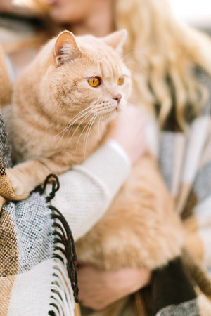 animals, lifestyle, nature concept. in arms of its owners, loving couple, there is extremelly beautiful cat of light orange colour and charming bright eyesの写真素材