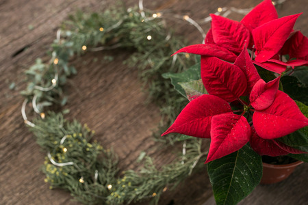 decoration, planting, flower design concept. on the blured background of dark wooden and wreath there is bright red flower with pointy leaves that is growing in the flowerpotの写真素材