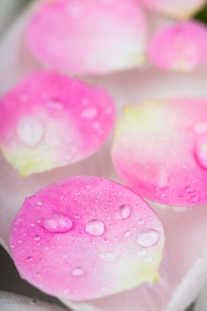 botany, environment, treatment concept. close up of adorable petals of bright pink colour that are floating on the surface of clean water under white buds of tender tulipsの写真素材