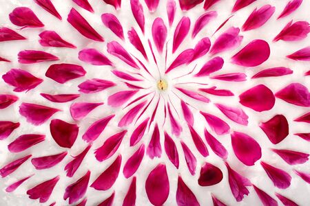 white background filled with round pattern of purple peony flower petals. Concept of love and spring. flat lay. top view. the fresh pink petals of peony lying around on light background. disassembled peony flower on light background.の写真素材