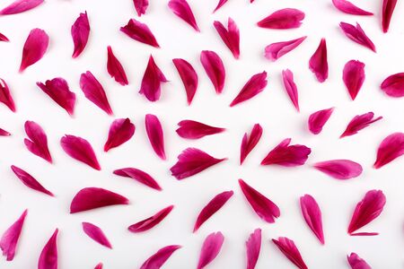 Top view of petals of pink peony flowers laying on white background. Spring concept. Feminine pattern. Flat lay. Pink petals pattern on white background.の写真素材