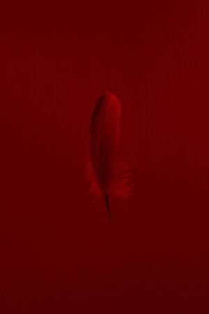 Single fragile vibrant feather isolated against dark red backgroundの写真素材