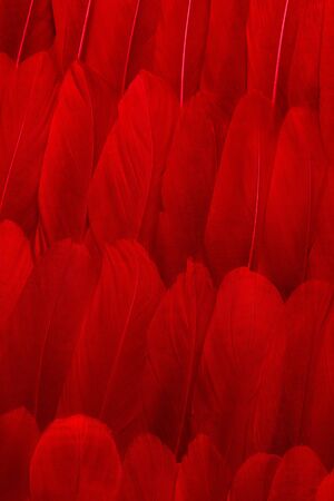 Background arranged heap of delicate red feathersの写真素材