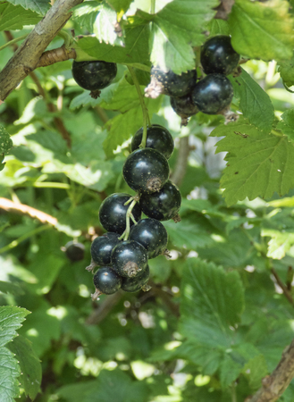 Black currant in blurred green leaves. Sunny summer day in garden. Selected focus.の写真素材