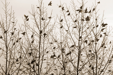 Flock of waxwings sitting on the trees and flying around. Birds and branches silhouettes. Sepia toned image. Old photo stylization.の写真素材