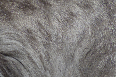Gray and white wavy fur texture with some dark depression
