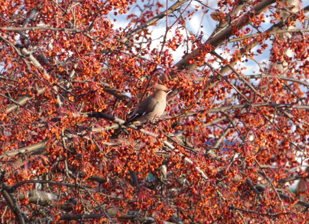 Bohemian waxwing (Bombycilla garrulus) hiding among branches of rowan. Blue sky at the back. Chubby little bird sitting on tree with lot of dry berries. Sunny winter day.の写真素材