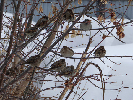 Flock of house sparrows (Passer domesticus) hiding among branches. Lot of snow behind. Chubby little birds sitting on naked tree. Cloudy winter day.の写真素材